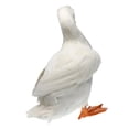 thumbnail image 4 of LOVIVER Canard Blanc Imitation Animal Décoration Maison, 4 of 8