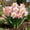 Pink, variant on Daffodil, Low Maintenance - Easy Grow - Ideal for Beds Borders, Plant Pots & Planters