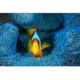 thumbnail image 2 of Gabriel, Barathieu 24x17 White Modern Wood Framed Museum Art Print Titled - Clownfish In Blue Anacmon, 2 of 4