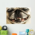 thumbnail image 1 of Up Smiling Pug Wall Mural Decal by Wallmonkeys Vinyl Peel and Stick Graphic (48 in W x 32 in H), 1 of 4