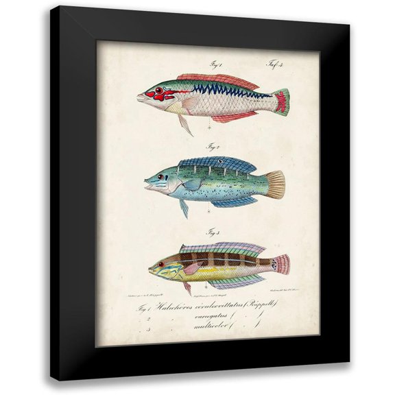 Vision Studio 11x14 Black Modern Framed Museum Art Print Titled - Antique Fish Trio II