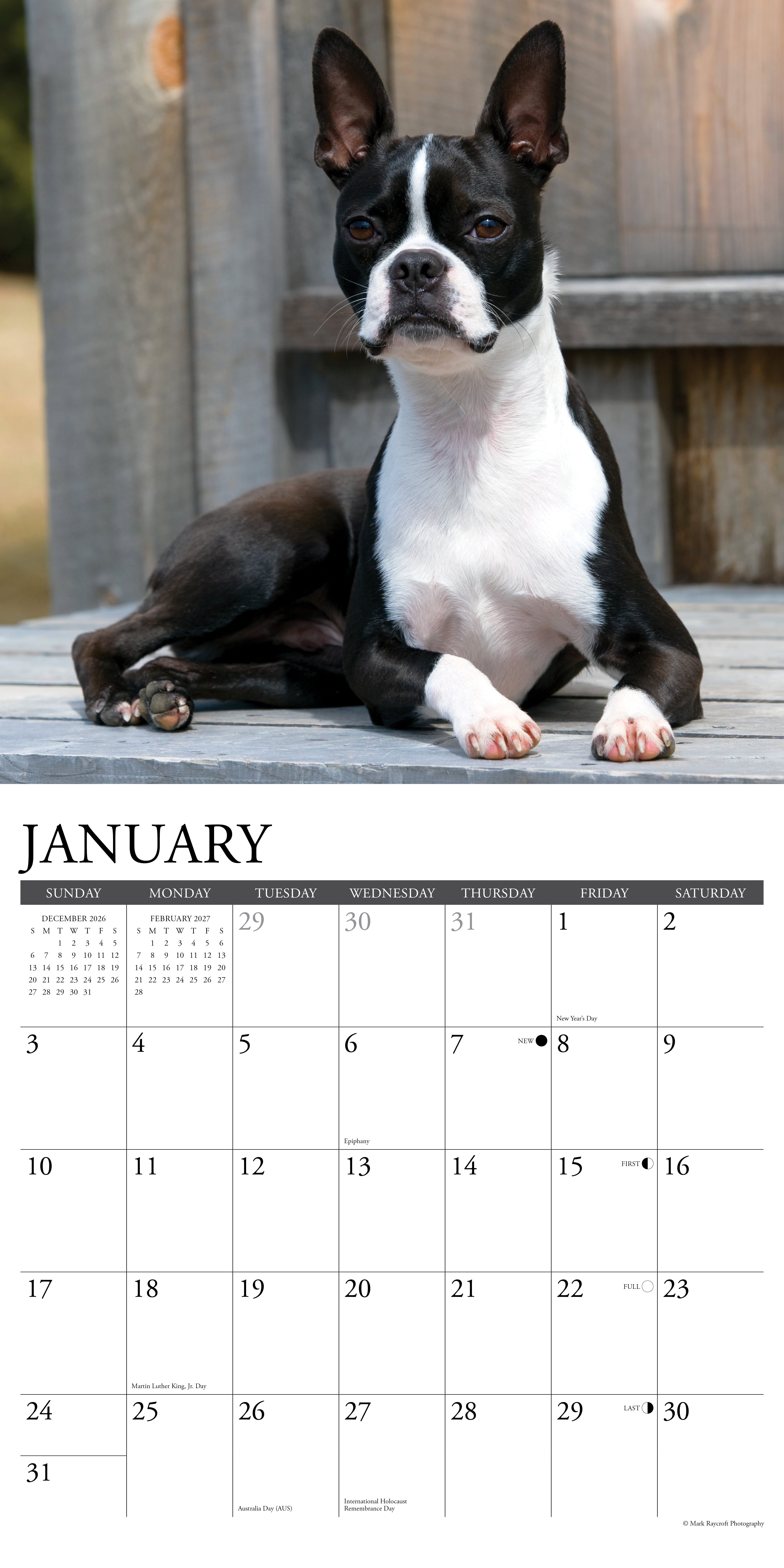Willow Creek Press, Boston Terriers 2027 Wall Calendar