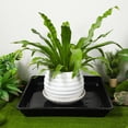 thumbnail image 4 of SEWCHICS 6Pcs Black Square Planter Saucers Plastic Pot Drip Trays with Protective Base Pads, 4 of 8