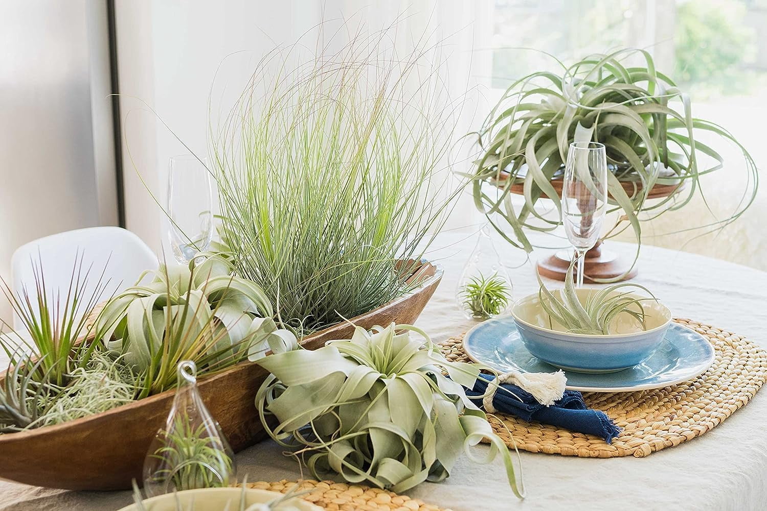 Air Plant Shop Capsule Terrarium with Moss and Tillandsia Air Plants - Wholesale and Bulk - Succulents - Live Tillandsia - Easy Care Indoor and Outdoor House Plants
