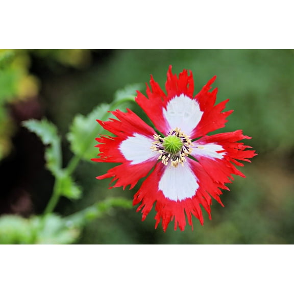 500 Seeds DANISH FLAG POPPY Red & White Queens Poppy Papaver Somniferum Danebrog Flower Seeds