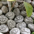 thumbnail image 6 of Lunxisen 20 Pcs Resin Paving Stones for Planters Courtyard Garden Landscaping Decorative DIY Pathway, 6 of 10