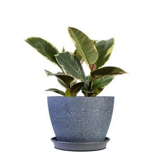 dracaena burley pflege Dracaena Fragrans (M) Burley in Nursery Grow Pot – Pulpy Garden