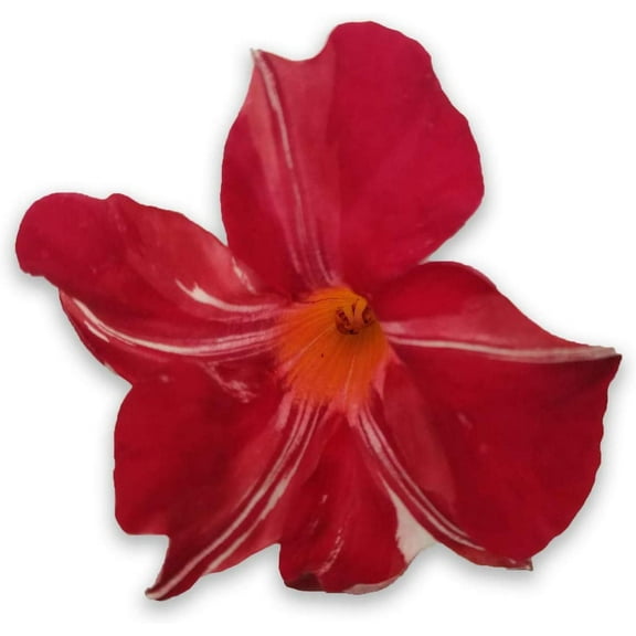 Mandevilla Stars & Stripes Red & White 4 Inch Pot