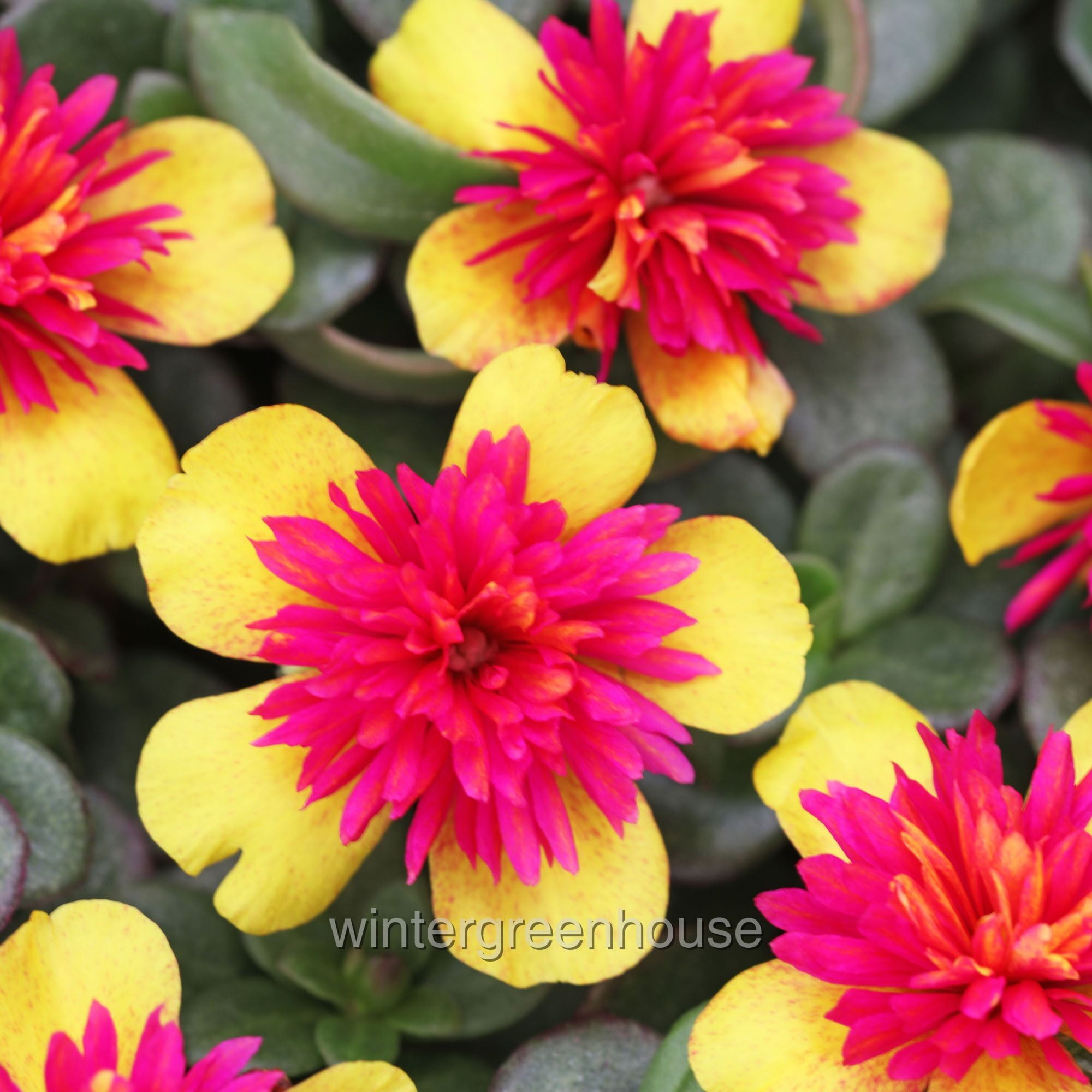 Portulaca Oleracea Seaglass, Double Guava, Moss Rose - Pot Size: 3" (2.6x3.5") - Flowers, House Plants