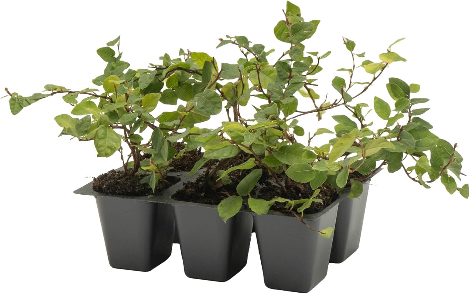 6 Ficus Repens Creeping Fig Live Plants – Starter Vines in 2.5” Nursery Cubes for Fast Coverage, Living Walls, Topiaries & Indoor/Outdoor Landscaping