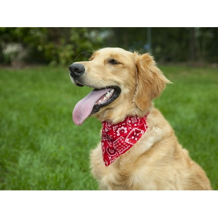 - lucybelle pets lucybelle cotton and nylon bandana dog collar