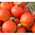 thumbnail image 3 of TomorrowSeeds - Japanese Red Kuri Squash Seeds - 40+ Count - For 2026 Planting Hokkaido Orange, 3 of 9