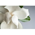 thumbnail image 2 of PhotoINC Studio 14x11 Gold Ornate Wood Framed with Double Matting Museum Art Print Titled - Magnolia, 2 of 4