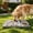 C, variant on Portable Dog Feeding Station with Water Bowl, Slow Eating Dog Bowl, Interactive Snuffle Mat for Indoor Outdoor, Perfect for Training, Boredom Relief & Healthy Digestion