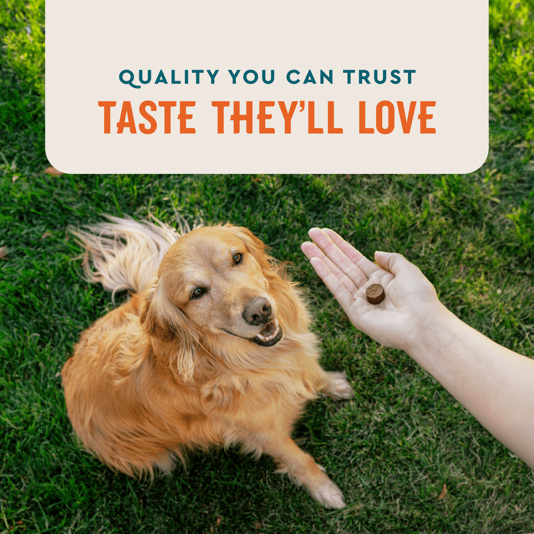 VetIQ Allergy Pro+ Soft Chews for Dogs Allergy Relief & Immune Support, Hickory Smoke Flavor, 60 Count