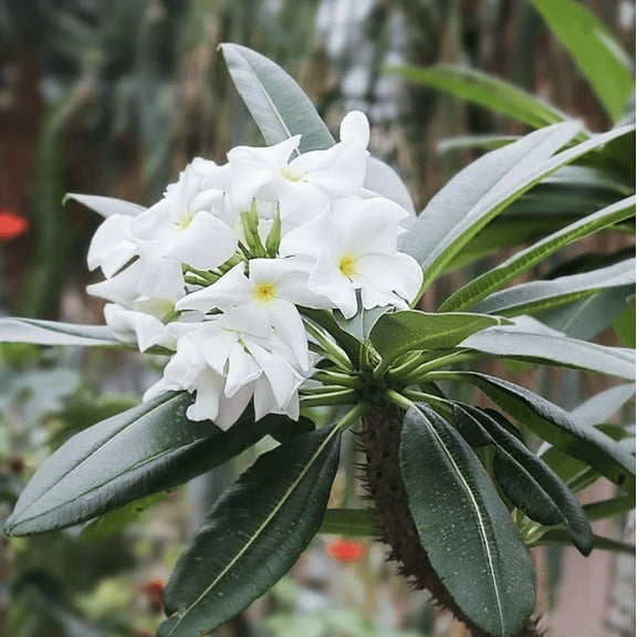 Madagascar Palm Plant Live for Planting - Pachypodium Plant - Rare Succulent Plant - 3 Inch Pot