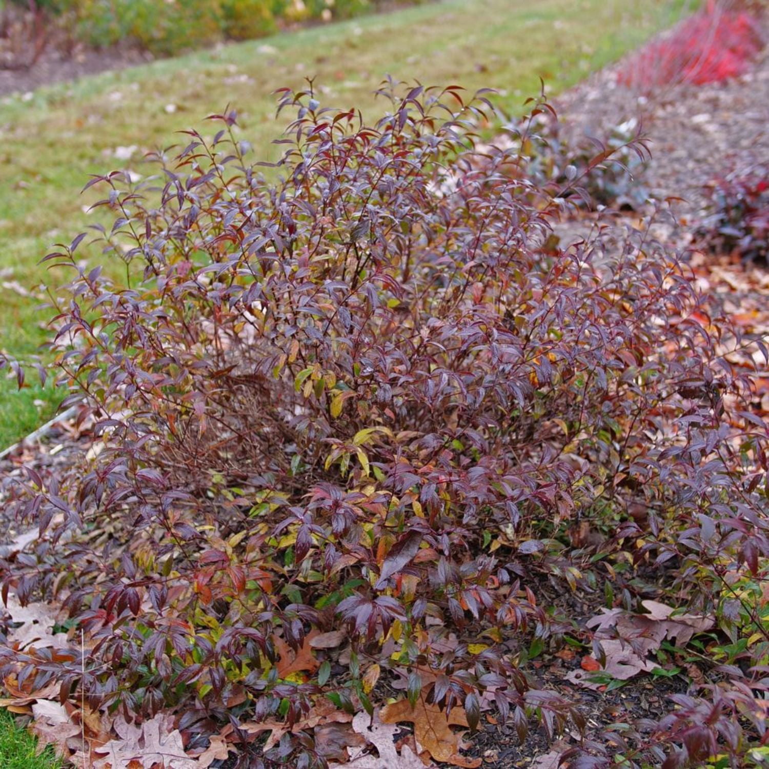 Proven Winners ColorChoice 6" Pink Yuki Kabuki Deutzia Live Plant in 7.5" Pot