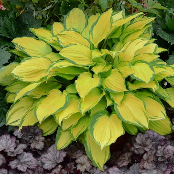 Direct Gardening Island Breeze Hosta Shade Loving Dormant Bare Root Perennial Starter Plant