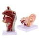 thumbnail image 1 of Modelo Anatómico de Articulación Modelo Anatómico de Laboratorio, 1 of 8