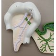 thumbnail image 2 of Human Pancreatic Duct Model, Three Dimensional,  with Hand Painted Details - Mounted on Base, 10" x 7" - Eisco Labs, 2 of 7