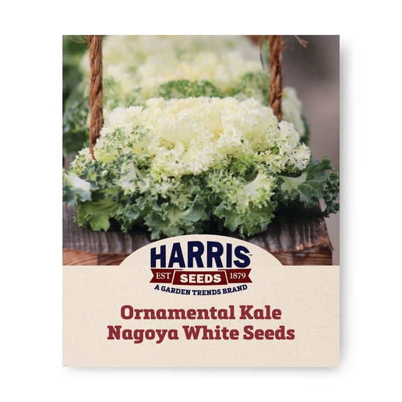 Harris Seeds Ornamental Kale Nagoya White F1, Fringed White Center for Pots and Borders, 50 Count