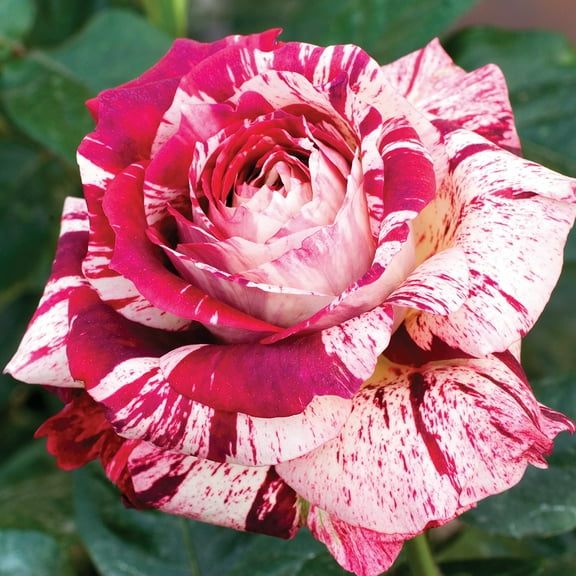 Heirloom Roses - Julio Iglesias™ Floribunda Rose Bush