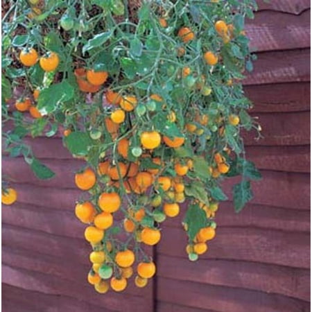 Girl Hybrid Tomato - Tomato Tumbling Tom Yellow - Hybrid Great Garden Vegetable 10 Seeds