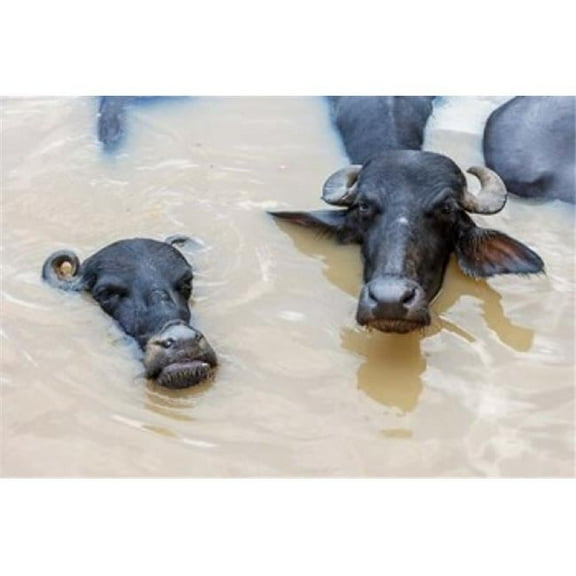 Water Buffalos in Ganges River Varanasi India Poster Print by Ali Kabas - 34 x 23 in.