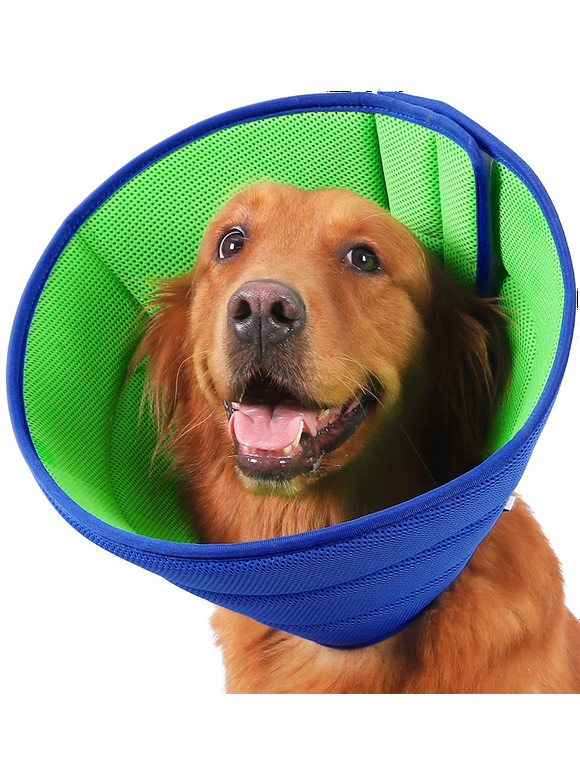 Dog Cones in Dog Health and Wellness