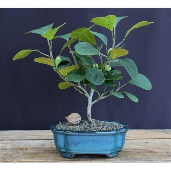 Bonsai Boy of   York b2081 Mistletoe Fig Bonsai Tree - Small - Ficus Diversifolia