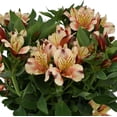 thumbnail image 2 of Alstroemeria Inca Husky - 2 Plants Rooted in Quart Pots, Spring Summer Blooms, Partial Shade Sun, 2 of 2