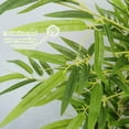 thumbnail image 6 of Ataucjin 1Pcs 4/5/6FT Green Artificial Bamboo Tree Artificial Tall Faux Bamboo Tree With Real Trunk And Lifelike Leaves Fake Bamboo Plants In Pot For Restaurant Home Office Decor, 6 of 7
