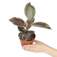 thumbnail image 5 of Ficus Elastica Ruby Pink (6"+ Grower Pot) - Rubber Tree Live Houseplant, 5 of 5