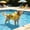Yellow M, variant on AuroraX Dog Flotation Swimsuit with Handle Adjustable Dog Life Jacket Quick-Dry Reflective Padded Waterproof Dog Swimming Safety Vest Yellow National Dog Day International Cat Day