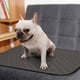 thumbnail image 3 of Estera lavable del perro de la prenda impermeable de la estera del retrete del animal doméstico de la manta del pis del sitio-tirón del perro del entrenamiento de la casa, 3 of 5