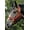 Royal Blue, variant on Jeffers Premium (3-ply, 1") Nylon Weanling Halters, 250-400 lb