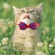 thumbnail image 4 of 6 unids Adorable 4 de julio EE. UU. EE. UU. Día de la Independencia Dog Horcheing Cat Bow Lazs Corbatas, 4 of 6