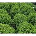 thumbnail image 2 of RedCrocus Cryptomeria japonica 'Black Dragon' Live Plant - Compact Japanese Cedar, Dark Green-Black Foliage, Evergreen Conifer for Containers & Small Gardens  10 Gallon Nursery Pot, 2 of 7