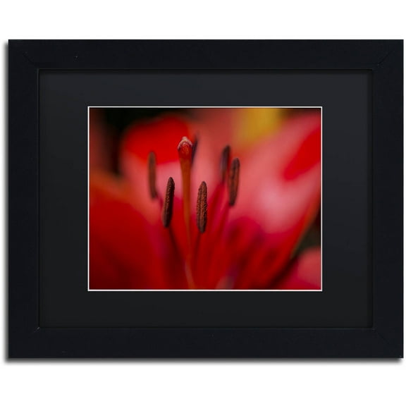 Trademark Fine Art "Red Lily Pistils" Canvas Art by Kurt Shaffer, Black Matte, Black Frame