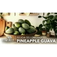 thumbnail image 2 of Pineapple Guava - 10 Live Plants - Feijoa Sellowiana - Edible Fruit and Flowering Foliage, 2 of 9