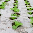 thumbnail image 6 of Ground Cover Plants Film Perforated Mulch 10m*0.95m/10m*1.35m Anti Grass Black Farm Vegetable Home Garden PE Film, 6 of 6
