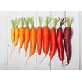 thumbnail image 6 of 500 Seeds RAINBOW CARROT MIX White Red Yellow Purple Orange Daucus Carrota Seeds, 6 of 8