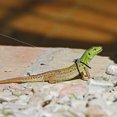 thumbnail image 2 of KAKOWELY 1 Set Lizard Traction Rope Walking Lizard Leash Lizard Harness Reptile Pet Leash,4.72X"X1.77"X0.39", 2 of 5