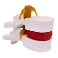 thumbnail image 2 of keepw Realistic Appearance Lumbar Vertebrae Model Durable And Reliable white 1Set, 2 of 6