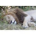 thumbnail image 1 of Lion Poster Print, 36 x 24, 1 of 1
