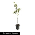 thumbnail image 4 of Red Delicious Apple Live Potted Deciduous Standard Fruiting Tree 1 Pack, 4 of 4