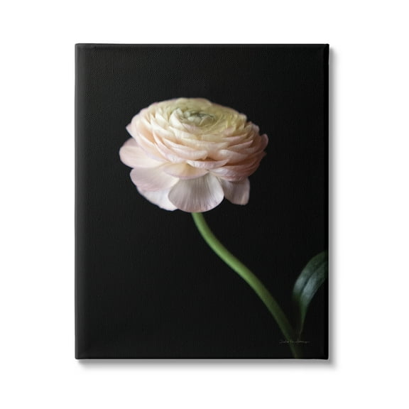 Stupell Industries Ranunculus on Black Botanical & Floral Photography Gallery Wrapped Canvas Print Wall Art, 16 x 20