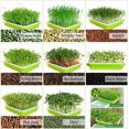 thumbnail image 5 of Bandejas de germinación de semillas TUNC 3 paquetes sin suelo pp sin BPA gran capacidad, 5 of 5