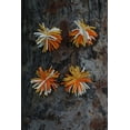 thumbnail image 5 of De Kulture Works Wool Felt Chindi Bauble, Set of 4 Eco Friendly Needle Felted Stuffed Halloween Ornament, 5x5 DH inches, 5 of 6