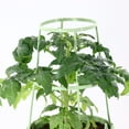thumbnail image 2 of Expert Gardener 1.5G Red Tomato Roadster Live Plants Decorative Pot Sun, 2 of 6